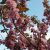 Сакура цветёт в Сочи Фото и видео: juliya_one_tkachenko