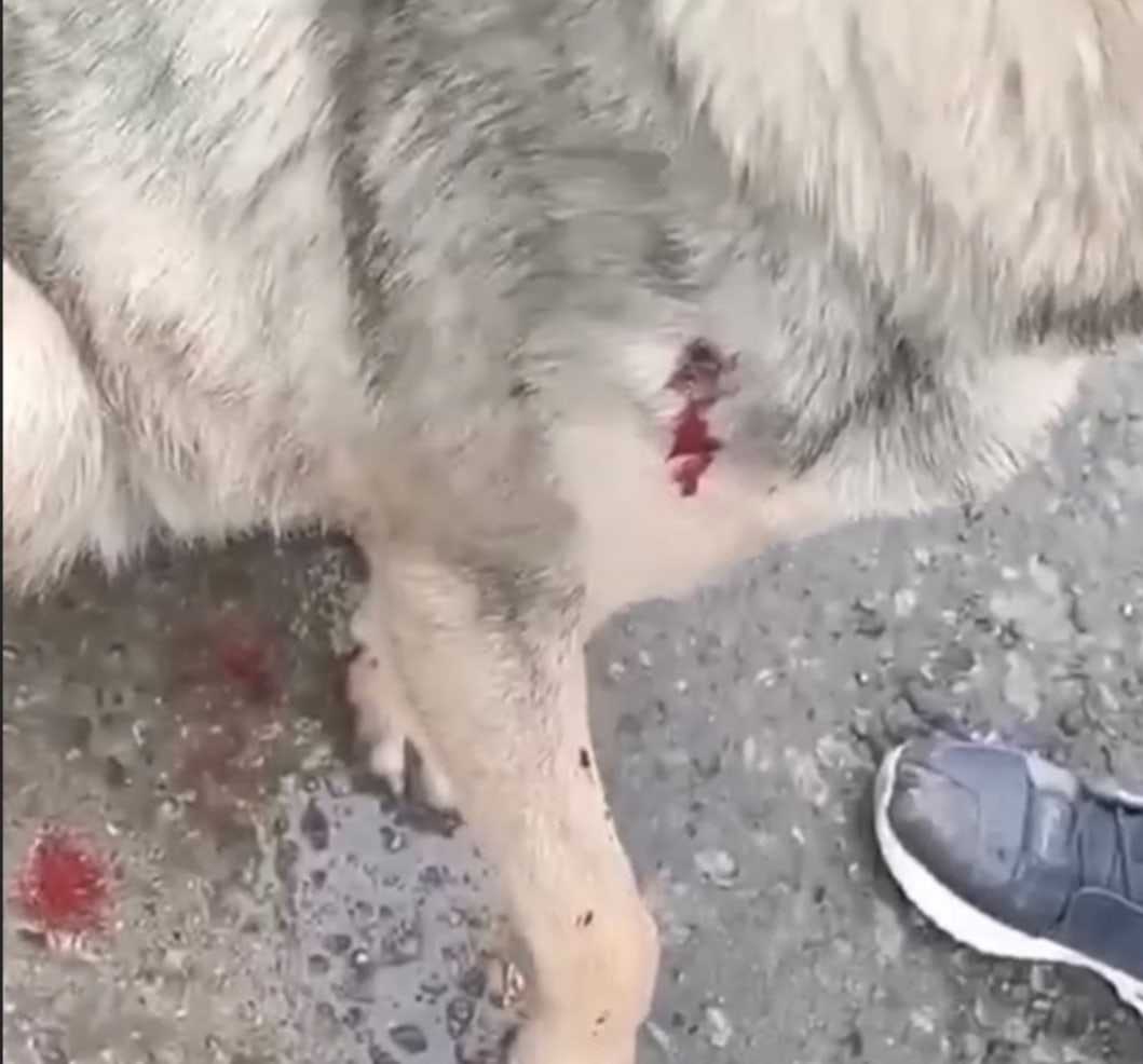  Сочинский догхантер, стрелявший в собаку, может сесть в тюрьму Возбуждено уголовное дело за жестокое…