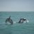 В Краснодарском крае в море заметили пятнистого дельфина Млекопитающее с белыми пятнами увидели сотрудники…