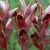 Посетители «Дендрария» в Сочи вытоптали редкую орхидею Гости вытоптали редчайшую орхидею — серапиас сошниковый…