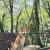 Инстаграм-блогер назвала места в Сочи, которые туристы могут посетить с собакой