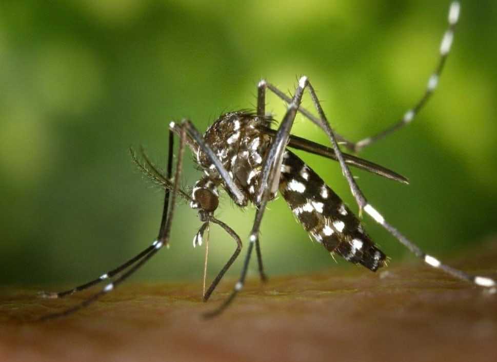 Появившиеся в Краснодарском крае тигровые комары переносят опасные заболевания. В Роспотребнадзоре предупредили об опасности…