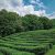 Чайные плантации, Мацеста Фото: rodion_balkov