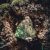 Тисо-самшитовая роща Уникальный лес и одно из самых интересных мест Большого Сочи. Она находится на…