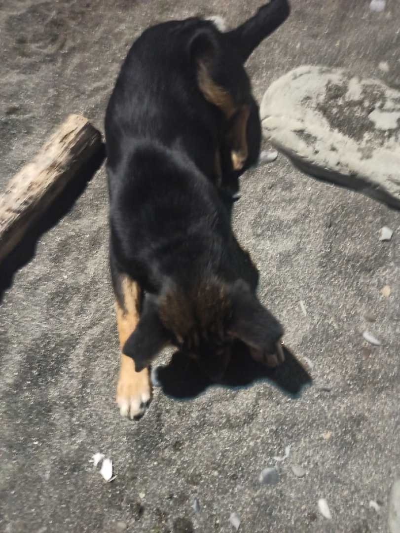 Потерялась собака на пляже «Маяк». Чистая, видно что домашняя