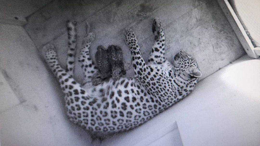 В Центре восстановления переднеазиатского леопарда на Кавказе в Сочи появились на свет два котенка