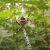 Кубанцев пугают ядовитые пауки-осы в садах и огородах Станичники и дачники региона делятся в…
