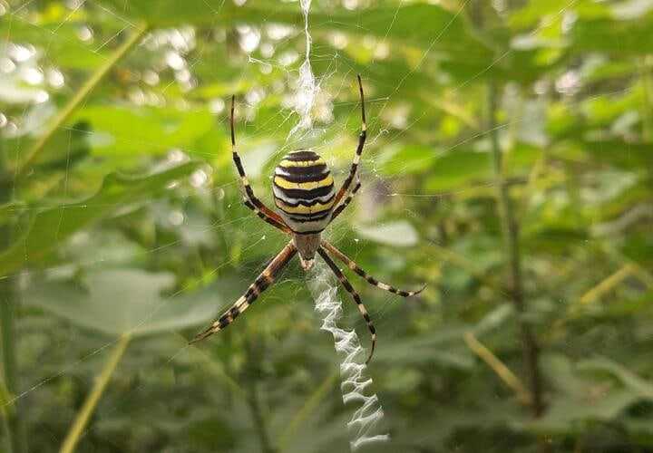 Кубанцев пугают ядовитые пауки-осы в садах и огородах Станичники и дачники региона делятся в…