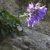 Колокольчик твёрдолистный или мзымтелла — самое уникальное растение Сочинского нацпарка! Цветёт колокольчик с середины…