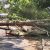 В Сочи дерево упало на дорогую иномарку. Серьезно пострадала BMW Спасатели распили упавшее дерево…