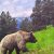 В горах Сочи голодный медведь порвал 4 палатки и разбил укулеле. Это случилось в…