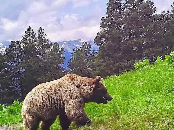 В горах Сочи голодный медведь порвал 4 палатки и разбил укулеле. Это случилось в…