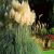 Растения сентября в Сочи ▫️Пампасная трава ⠀ Пампасная трава (она родом с аргентинских пампас),…