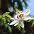 В Сочи зацвела лиана-орденоносец Космическое растение можно увидеть в «Дендрарии», а также…