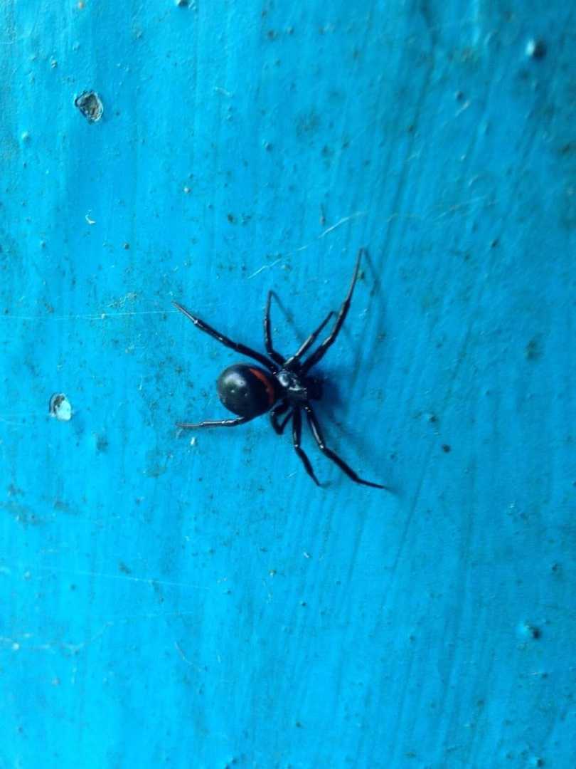 🕷️А этого паука, Чёрную вдову, снял местный житель в…