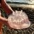 Сочинская медуза lebedeva121212