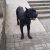 Сегодня в Дагомысе встретили пса, мастиф, с ошейником, худой и очень напуганный. Кто потерял?
