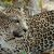 В России подготовят специальную программу для восстановления популяции леопардов Программа будет включать в себя…