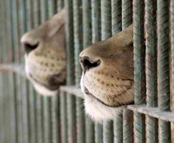 Фpaнция запретила использование диких животных в цирковых представлениях. Помимо этого, увеличен штраф за насилие…