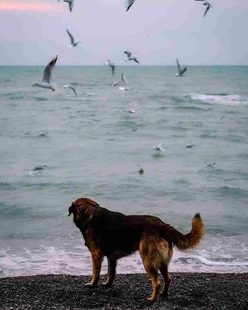 Море и собаки, море и птицы : a_v_kok