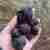 Трюфели из сочинского леса, обнаруженные случайно во время прогулки Анна Разина