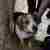 Здравствуйте, нашла пса с ошейником в центре Сочи, на Донской, рядом с остановкой Юбилейная….