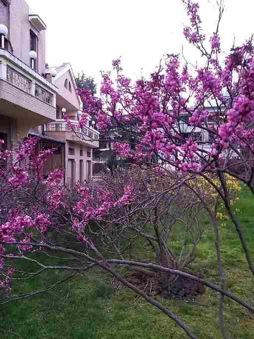 В #Сочи сейчас цветёт вот такая красота — Иудино дерево (Церцис европейский) Откуда такое…
