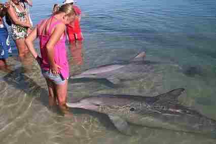 Очень полезный пост 🤓 ‍‍Туристам и отдыхающим на заметку! Живые дельфины выбрасываются на берег…