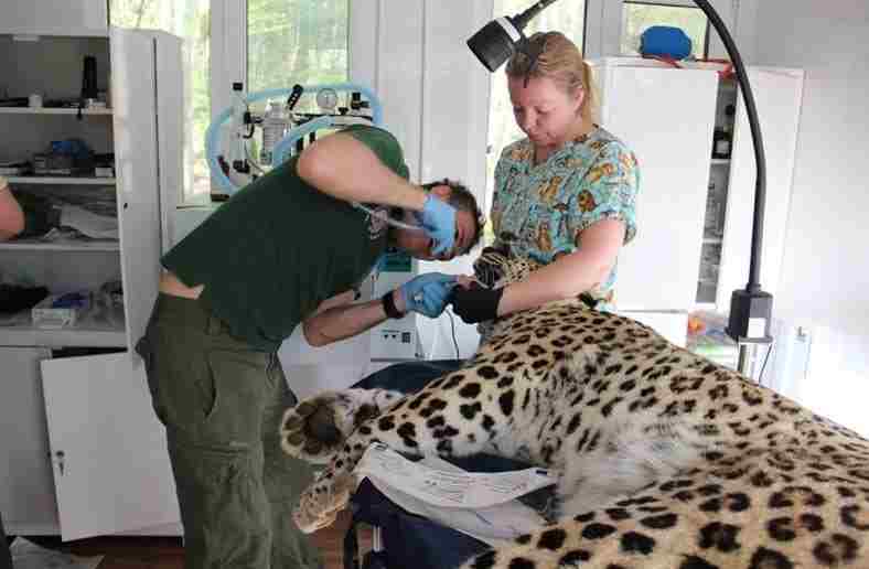 Леопарду Филоу провели операцию на зуб в нацпарке Сочи В «Центре вoccтановления леопарда на…
