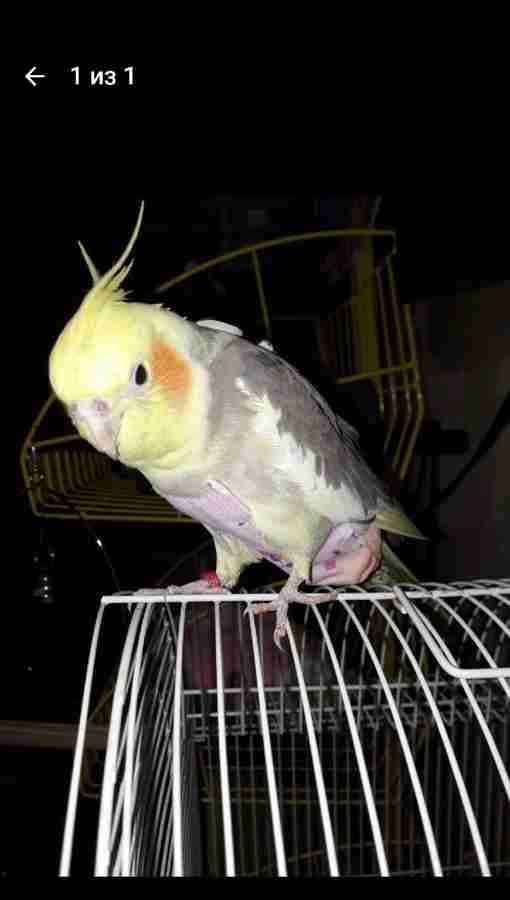 Сочи, потерялся ручной, добрый дочкин попугай корелла Кузя в р-не Макаренко. Кто видел, знает,…
