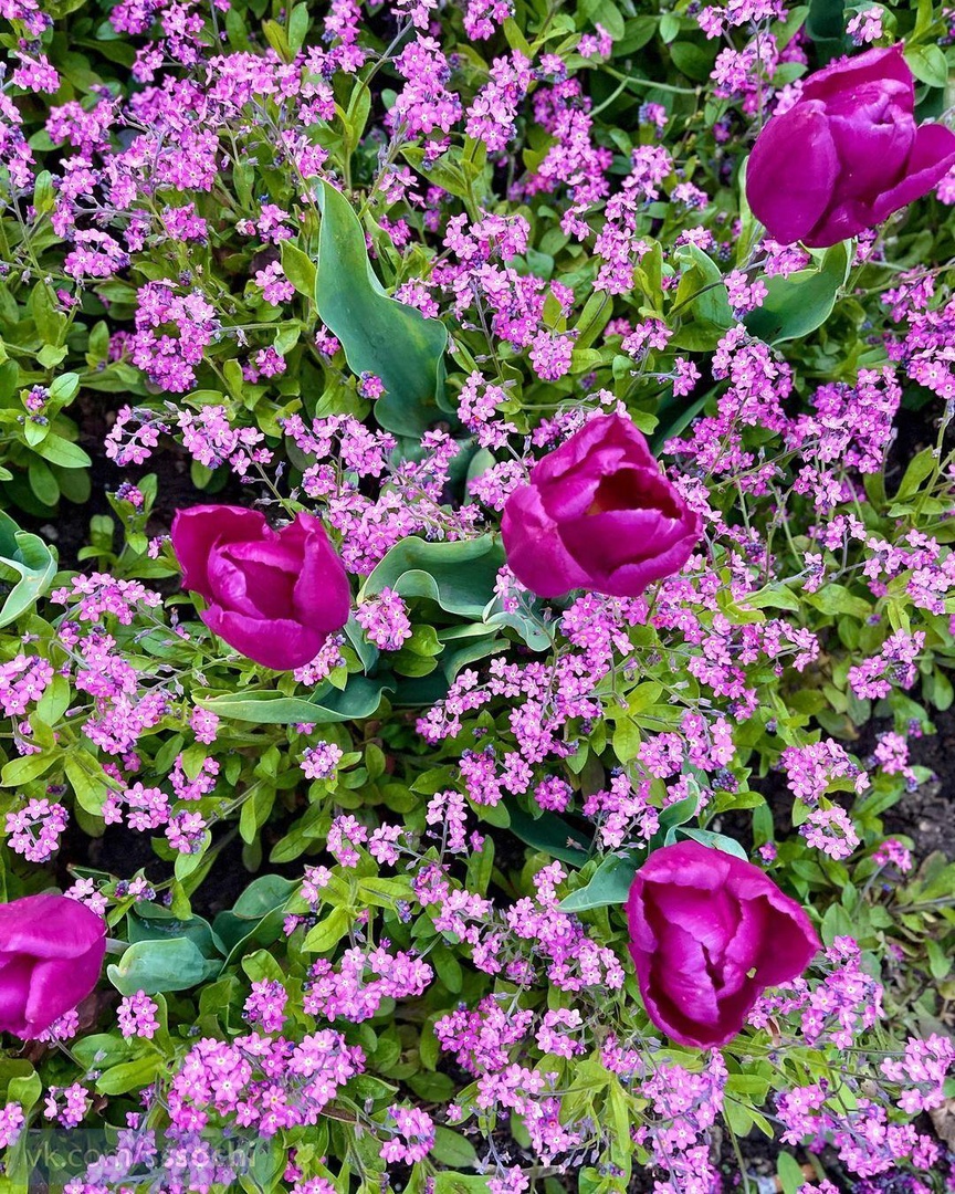 Апрельский Сочи Тюльпанчики в этом году красивые Автор: mr_divichenko #сочифорния #сочи2022 #Сочи
