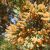 В сочинском Нацпарке зацвели кипарисы Началось цветение хвойных деревьев и кустарников. Склонным к аллергии…