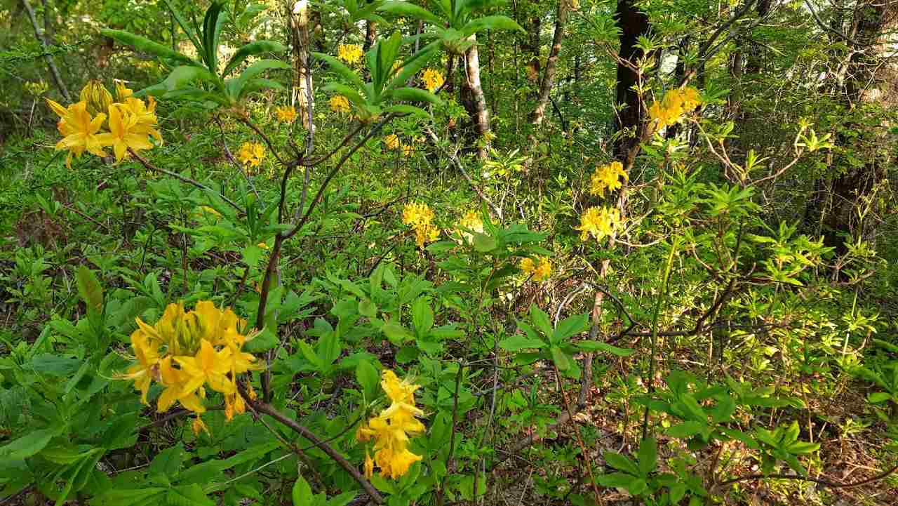 В кавказских горах много ядовитых растений. _____________________________________ Сейчас в горах цветет рододендрон жёлтый. На…
