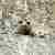 А тем временем в горах Красной Поляны…. Любопытные мишки наблюдают за туристами) Фото: yurydotoshauthor…