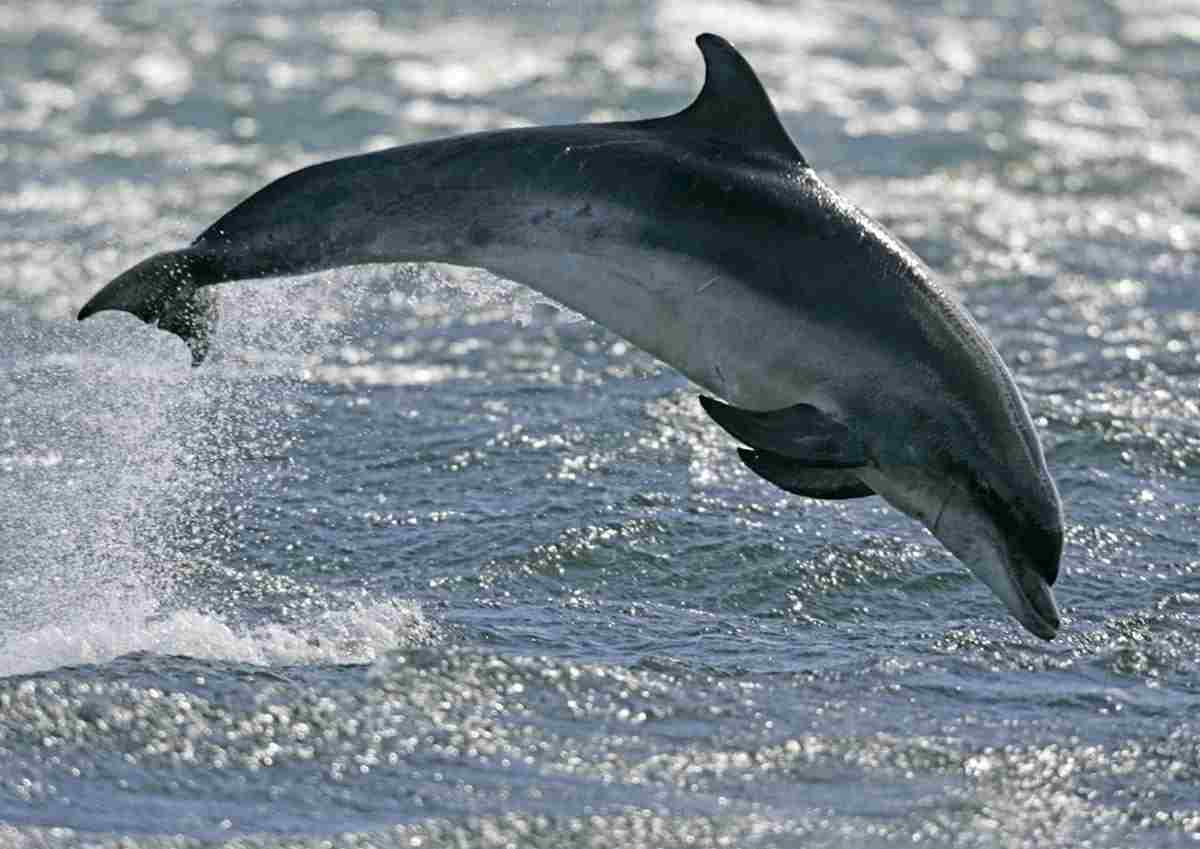  В Сочи хотят создать первый в России стационарный центр помощи дельфинам. Специалисты ищут место…