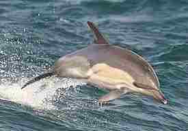 Опубликуйте пожалуйста! Волонтëрский центр помощи дельфинам, попавшим в беду «Дельфа» просит откликнуться неравнодушных людей!…