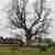 Тюльпановое дерево в пос. Головинка Одно из уникальных туристических сокровищ. Научное название дерева –…