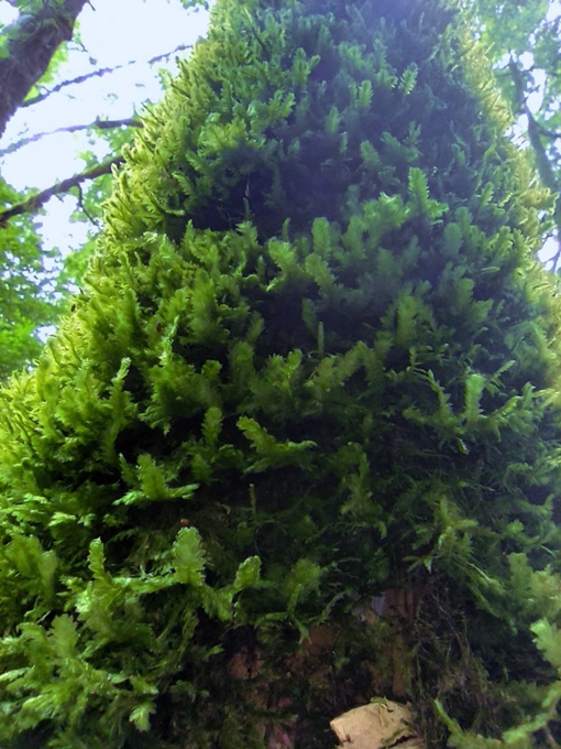 Роскошный мох и плющ Тисо-самшитовой рощи. Некоторые, объятые мхом деревья, точно перенеслись из мистического…