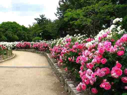 Первая партия саженцев для розария парка «Ривьера» прибыла в Сочи Около 1600 растений получили…