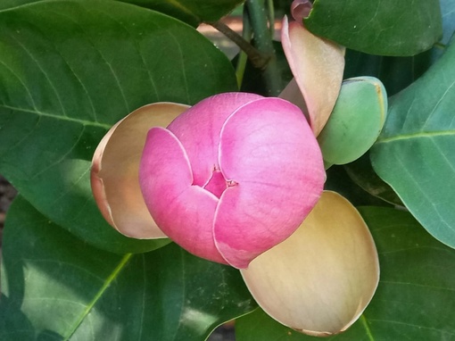 Магнолия в парке «Южные культуры» Здесь цветёт единственная в стране нежно-розовая магнолия Карпуна. Также…