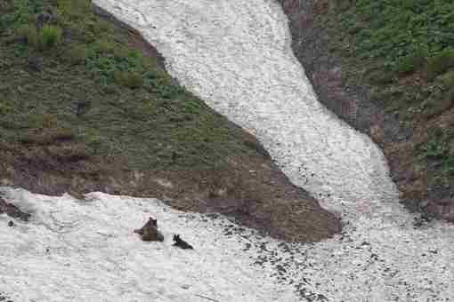 Летнее СПА на ещё не растаявшем снегу для медведей в сочинских горах