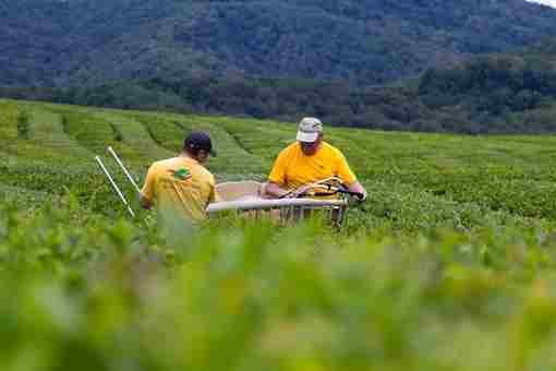 🫖 Почаёвничаем: более 200 тонн свежего чайного листа собрали в Сочи Самый высокий урожай…