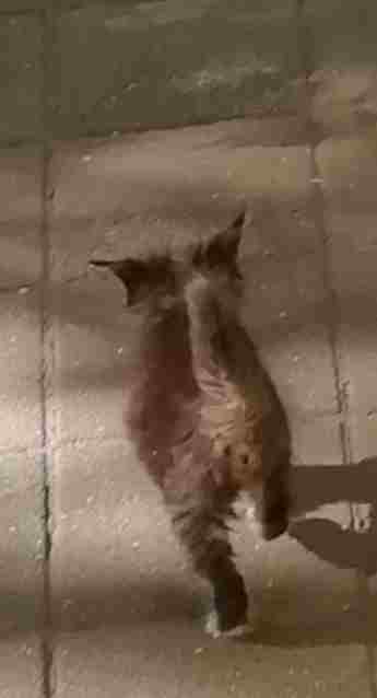 Сочи. Дагомыс. Месячный котенок найден 11 июня на Армавирской. Отмыла, откормила… Прошло два месяца….