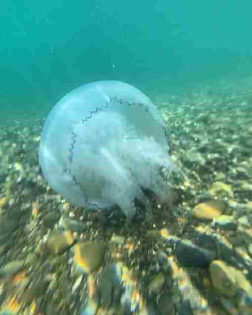 Медузы-корнероты начали появляться у сочинских берегов. Вот такую огромною красавицу занесло к самому берегу….