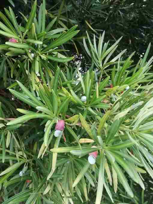 Мармеладное дерево «Малиновые ягодки похожи на мармелад, только не сладкие. Зелёную бусинку убираем и…