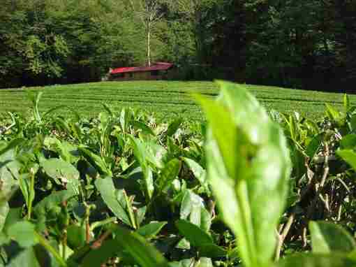 В Сочи урожай чайного листа за год вырос более чем на 15% По данным…