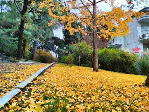 Настал тот момент, когда в парке «Дендрарий» золотым дождём опадают листья с дерева гинкго,…