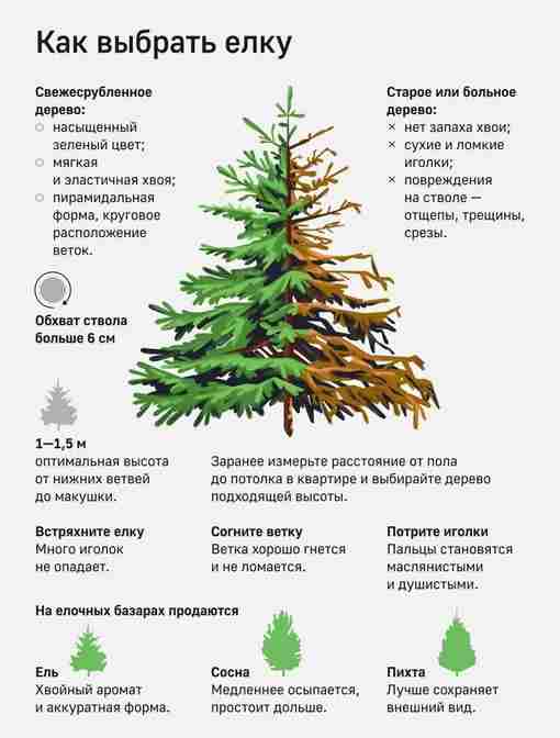Как выбрать идеальное новогоднее дерево? В России начинают работу елочные базары. Любителям живых елей,…