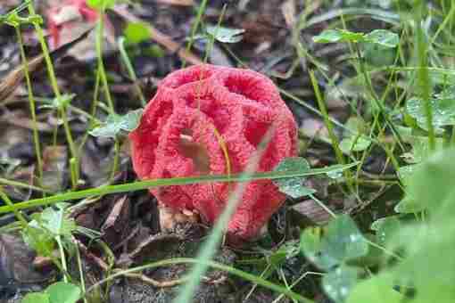 В парке «Ривьера» вырос ядовитый гриб решеточник красный. Он встречается очень редко, в основном…